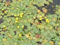 Faux nenuphar, Nymphoides peltata (fam Menyanthacees) (Europe ouest, Asie a Chine, Japon) (1) (Photo F. Mrugala)